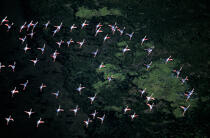 Envol de flamants roses. © Philip Plisson / Plisson La Trinité / AA06297 - Nos reportages photos - Oiseau de marais