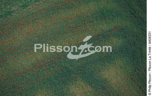 Pré fleuri dans le Gard. - © Philip Plisson / Plisson La Trinité / AA06331 - Nos reportages photos - Champ