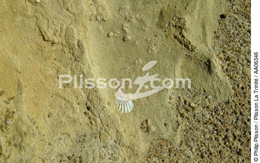 Sable et coquillage. - © Philip Plisson / Plisson La Trinité / AA06346 - Photo Galleries - Mollusk