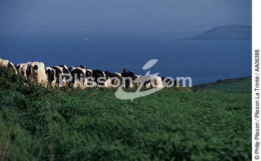 Retour du champ sur le Cap Sizun. - © Philip Plisson / Plisson La Trinité / AA06388 - Nos reportages photos - Vache