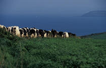 Retour du champ sur le Cap Sizun. © Philip Plisson / Plisson La Trinité / AA06388 - Photo Galleries - Cow