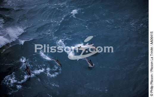 Dauphin en Mer d'Iroise. - © Philip Plisson / Plisson La Trinité / AA06415 - Nos reportages photos - Mammifère marin