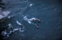Dauphin en Mer d'Iroise. © Philip Plisson / Plisson La Trinité / AA06415 - Nos reportages photos - Mammifère marin