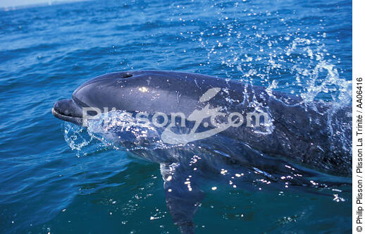 Dauphin. - © Philip Plisson / Plisson La Trinité / AA06416 - Nos reportages photos - Mammifère marin