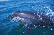 Dauphin. © Philip Plisson / Plisson La Trinité / AA06416 - Photo Galleries - Sea mammal