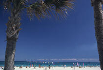 Miami beach. © Philip Plisson / Plisson La Trinité / AA06438 - Nos reportages photos - Arbre