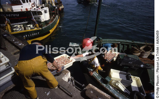 Déchargement des langoustines au Guilvinec. - © Philip Plisson / Plisson La Trinité / AA06459 - Nos reportages photos - Crustacé