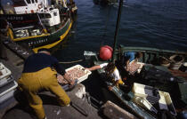Déchargement des langoustines au Guilvinec. © Philip Plisson / Plisson La Trinité / AA06459 - Nos reportages photos - Port