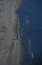 Promenade équestre sur la plage © Philip Plisson / Plisson La Trinité / AA06480 - Nos reportages photos - Randonnée équestre