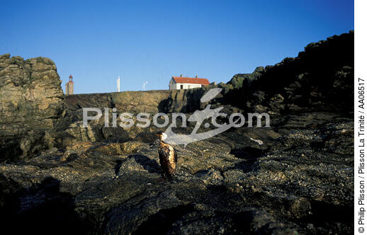 Oiseau mazouté sur l'île de Pilier. - © Philip Plisson / Plisson La Trinité / AA06517 - Photo Galleries - Pollution