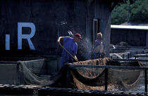 Pisciculture en rivière d'Auray. © Philip Plisson / Plisson La Trinité / AA06538 - Photo Galleries - Fish