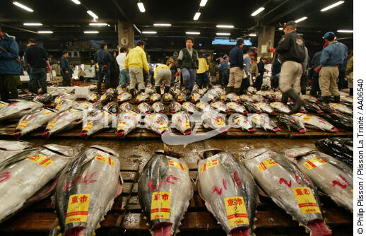The market for tuna from Tokyo. - © Philip Plisson / Plisson La Trinité / AA06540 - Photo Galleries - Fish dock