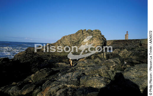 Oiseau mazouté sur l'île du Pilier. - © Philip Plisson / Plisson La Trinité / AA06572 - Photo Galleries - Vendée