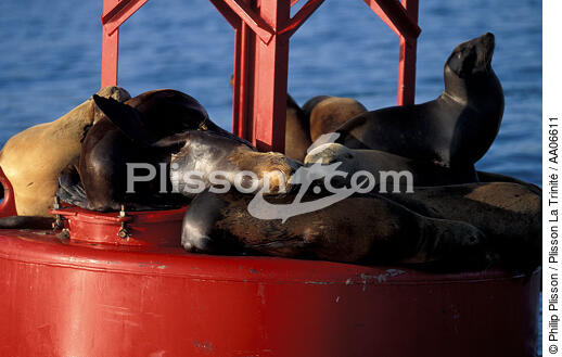 Foques en pleine sièste - © Philip Plisson / Plisson La Trinité / AA06611 - Nos reportages photos - Mammifère marin