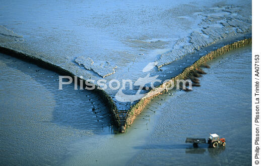 Mussel in the Mont Saint-Michel Bay. - © Philip Plisson / Plisson La Trinité / AA07153 - Photo Galleries - Tractor