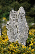 Menhir sur le site de Carnac dans le Morbihan. © Philip Plisson / Plisson La Trinité / AA07216 - Nos reportages photos - Philip Plisson