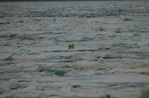 Ours polaire dans la baie d'Is , Spitzberg. © Philip Plisson / Plisson La Trinité / AA08119 - Nos reportages photos - Site [Norvège]
