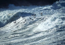 Mouettes jouant dans les vagues.. © Philip Plisson / Plisson La Trinité / AA08264 - Photo Galleries - Gull [small]