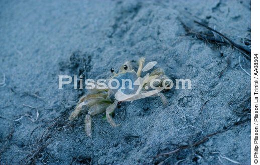 Crabe à la Martinique. - © Philip Plisson / Plisson La Trinité / AA08504 - Photo Galleries - Shellfish