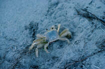 Crabe à la Martinique. © Philip Plisson / Plisson La Trinité / AA08504 - Nos reportages photos - Crustacé