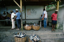 Retour de pêche à Grand Rivière. © Philip Plisson / Plisson La Trinité / AA08506 - Photo Galleries - Martinique [The]