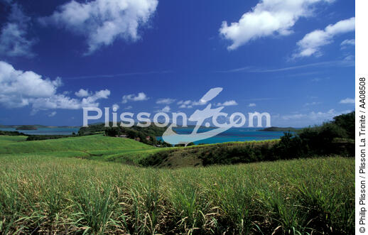 Presqu'île de la Caravelle. - © Philip Plisson / Plisson La Trinité / AA08508 - Photo Galleries - Plant