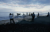 Pêche à la senne au Carbet. © Philip Plisson / Plisson La Trinité / AA08513 - Nos reportages photos - Couleur