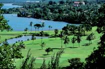 Le golf des 3 Ilets à la Martinique. © Philip Plisson / Plisson La Trinité / AA08612 - Nos reportages photos - Arbre