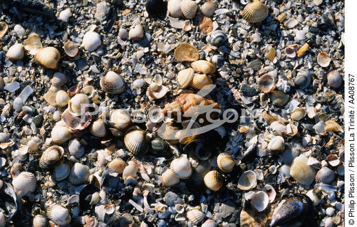 Coquillages. - © Philip Plisson / Plisson La Trinité / AA08767 - Photo Galleries - Mollusk
