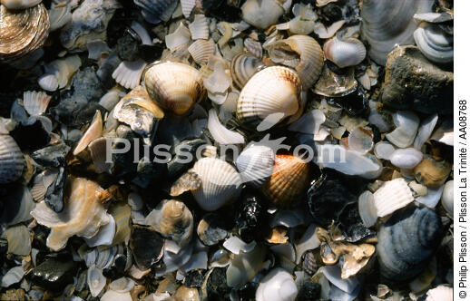 Coquillages. - © Philip Plisson / Plisson La Trinité / AA08768 - Photo Galleries - Shell