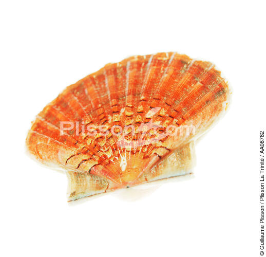Coquille Saint-Jacques. - © Guillaume Plisson / Plisson La Trinité / AA08782 - Nos reportages photos - Mollusque