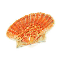 St. Jacques shell © Guillaume Plisson / Plisson La Trinité / AA08782 - Photo Galleries - Mollusk