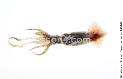 Calamar. - © Guillaume Plisson / Plisson La Trinité / AA08786 - Photo Galleries - Mollusk