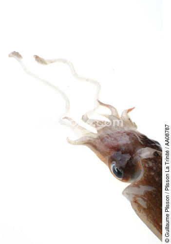 Calamar. - © Guillaume Plisson / Plisson La Trinité / AA08787 - Nos reportages photos - Mollusque