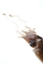 Calamar. © Guillaume Plisson / Plisson La Trinité / AA08787 - Nos reportages photos - Mollusque