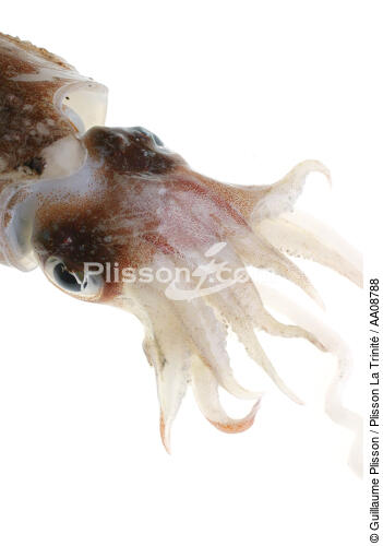 Calamar. - © Guillaume Plisson / Plisson La Trinité / AA08788 - Nos reportages photos - Mollusque