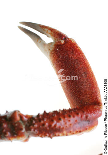 Pince de crabe. - © Guillaume Plisson / Plisson La Trinité / AA08808 - Nos reportages photos - Crabe