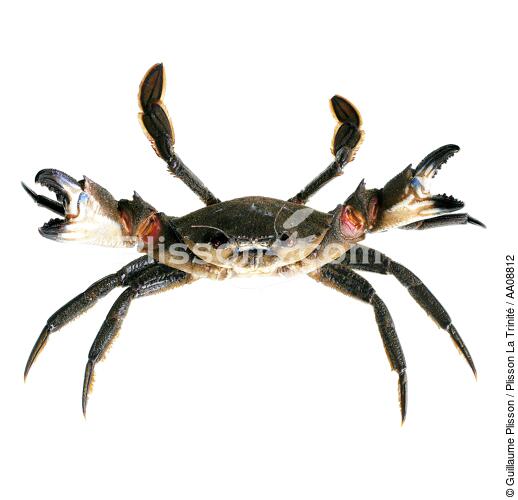 Comb. - © Guillaume Plisson / Plisson La Trinité / AA08812 - Photo Galleries - Velvet swimming crab