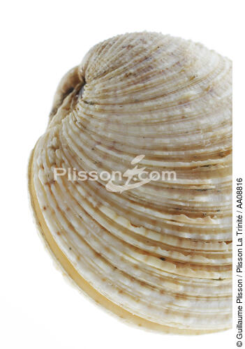 Praire. - © Guillaume Plisson / Plisson La Trinité / AA08816 - Nos reportages photos - Mollusque