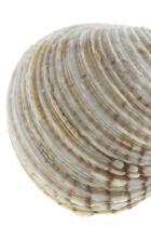 Praire. © Guillaume Plisson / Plisson La Trinité / AA08817 - Photo Galleries - Hard shell clam