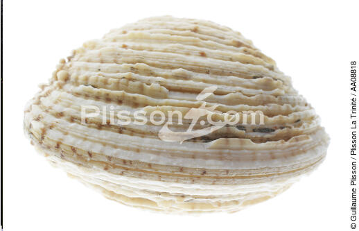 Praire. - © Guillaume Plisson / Plisson La Trinité / AA08818 - Nos reportages photos - Mollusque