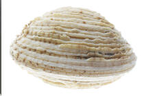 Praire. © Guillaume Plisson / Plisson La Trinité / AA08818 - Photo Galleries - Hard shell clam