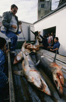 Pêche aux requin aux Açores. © Philip Plisson / Plisson La Trinité / AA08865 - Photo Galleries - Shark