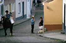 Scène de rue aux Açores. © Philip Plisson / Plisson La Trinité / AA08868 - Nos reportages photos - Animal domestique