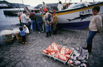 Retour de pêche aux Açores. © Philip Plisson / Plisson La Trinité / AA08883 - Photo Galleries - Fish crate