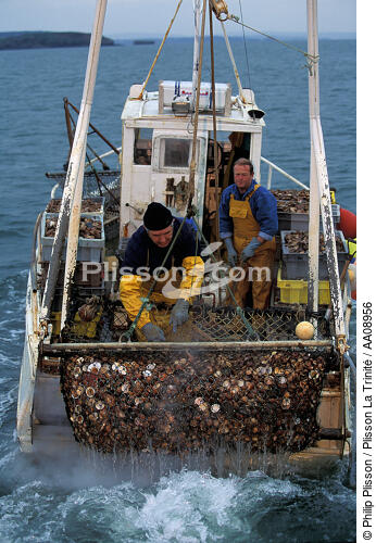Pêche à la coquille. - © Philip Plisson / Plisson La Trinité / AA08956 - Nos reportages photos - Coquille Saint-Jacques
