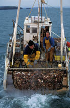 Pêche à la coquille. © Philip Plisson / Plisson La Trinité / AA08956 - Nos reportages photos - Mollusque