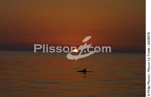 Le jour s'éclipse. Un dauphin salue les Poulains. - © Philip Plisson / Plisson La Trinité / AA08978 - Nos reportages photos - Mammifère marin