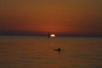 Le jour s'éclipse. Un dauphin salue les Poulains. © Philip Plisson / Plisson La Trinité / AA08978 - Nos reportages photos - Mammifère marin