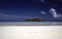 Polynésie française. © Philip Plisson / Plisson La Trinité / AA09260 - Nos reportages photos - Palmier